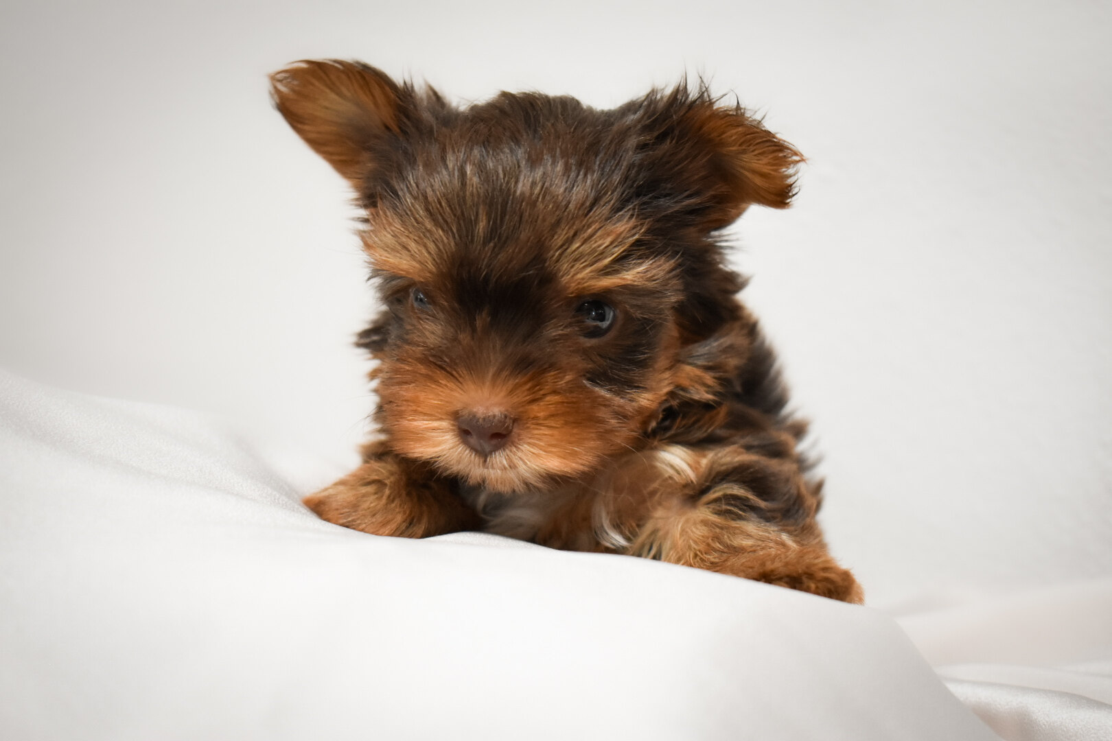 SkyRidge Yorkshire Terrier Puppy