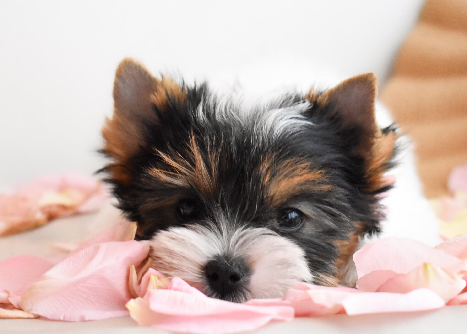 SkyRidge Puppies lifestyle portrait